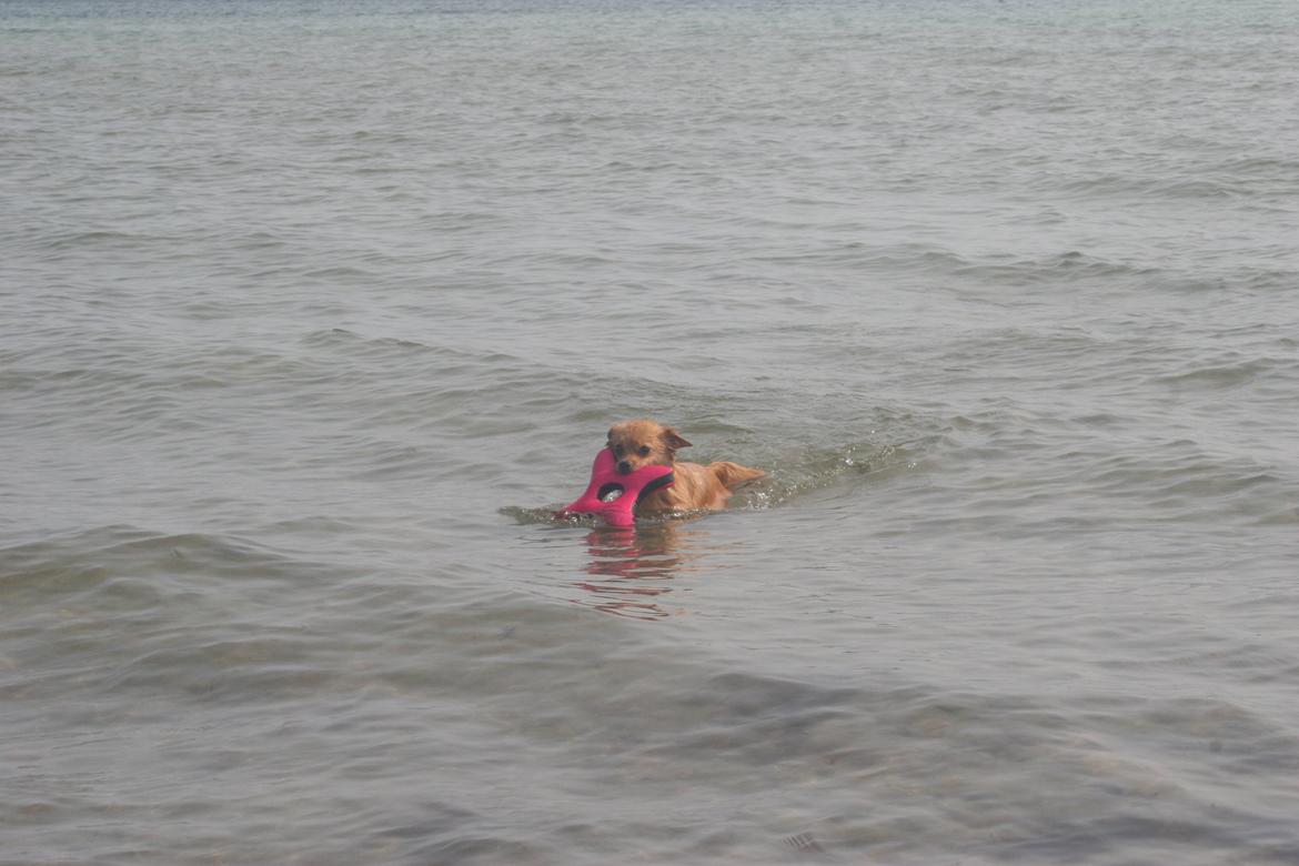 Ishøj Strand billede 15