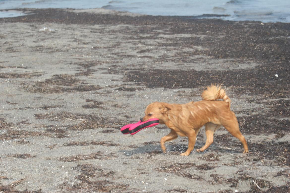 Ishøj Strand billede 31