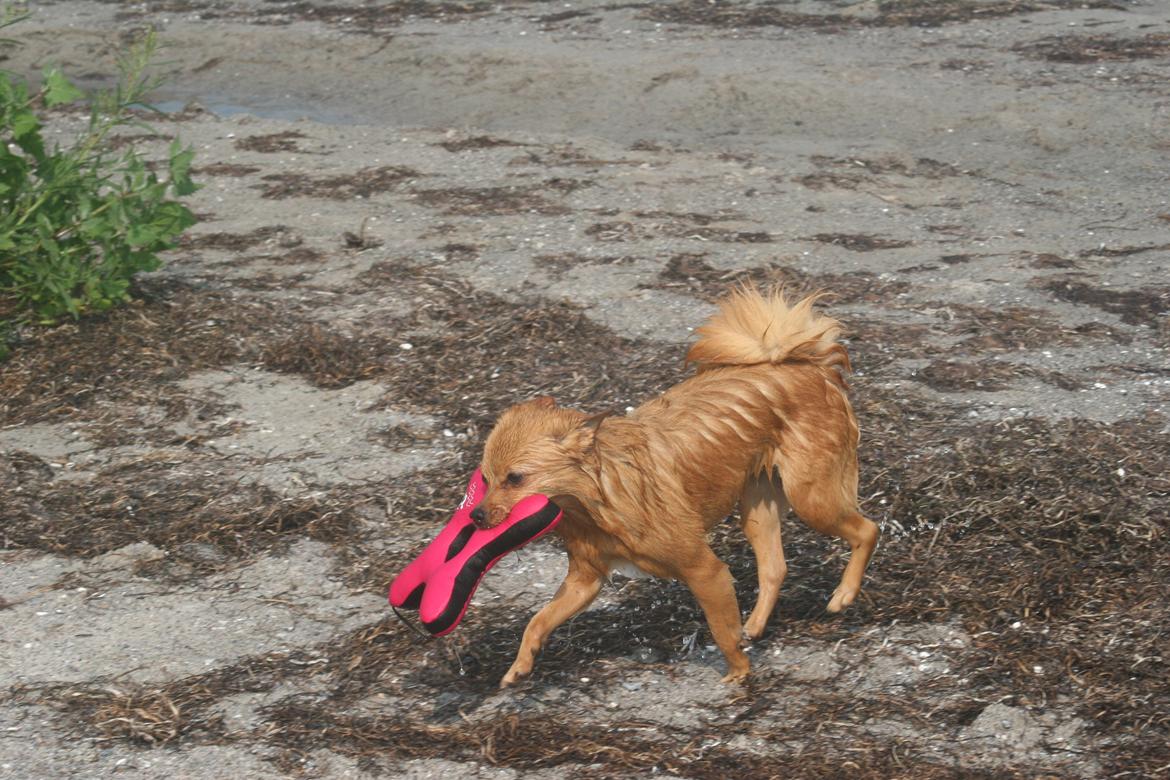 Ishøj Strand billede 44