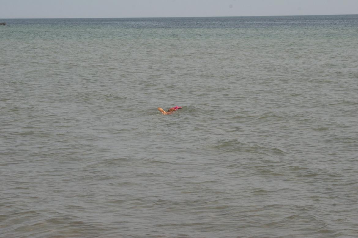 Ishøj Strand billede 45