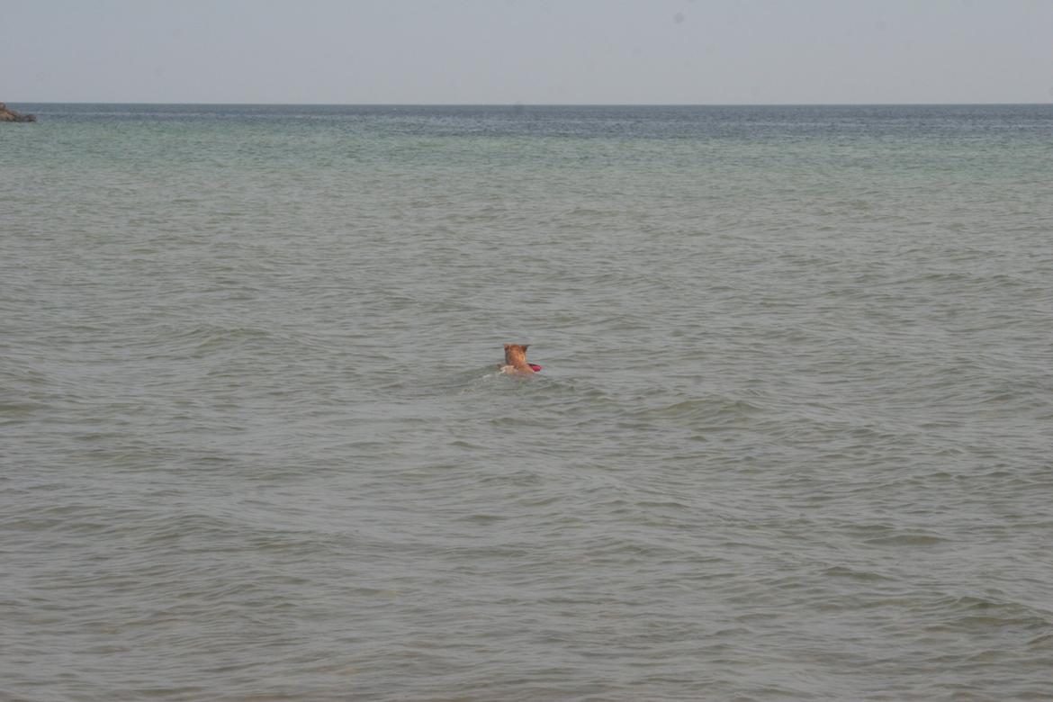 Ishøj Strand billede 47