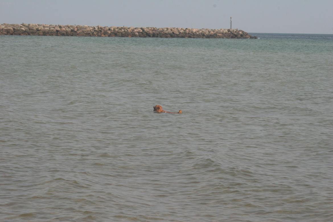 Ishøj Strand billede 48