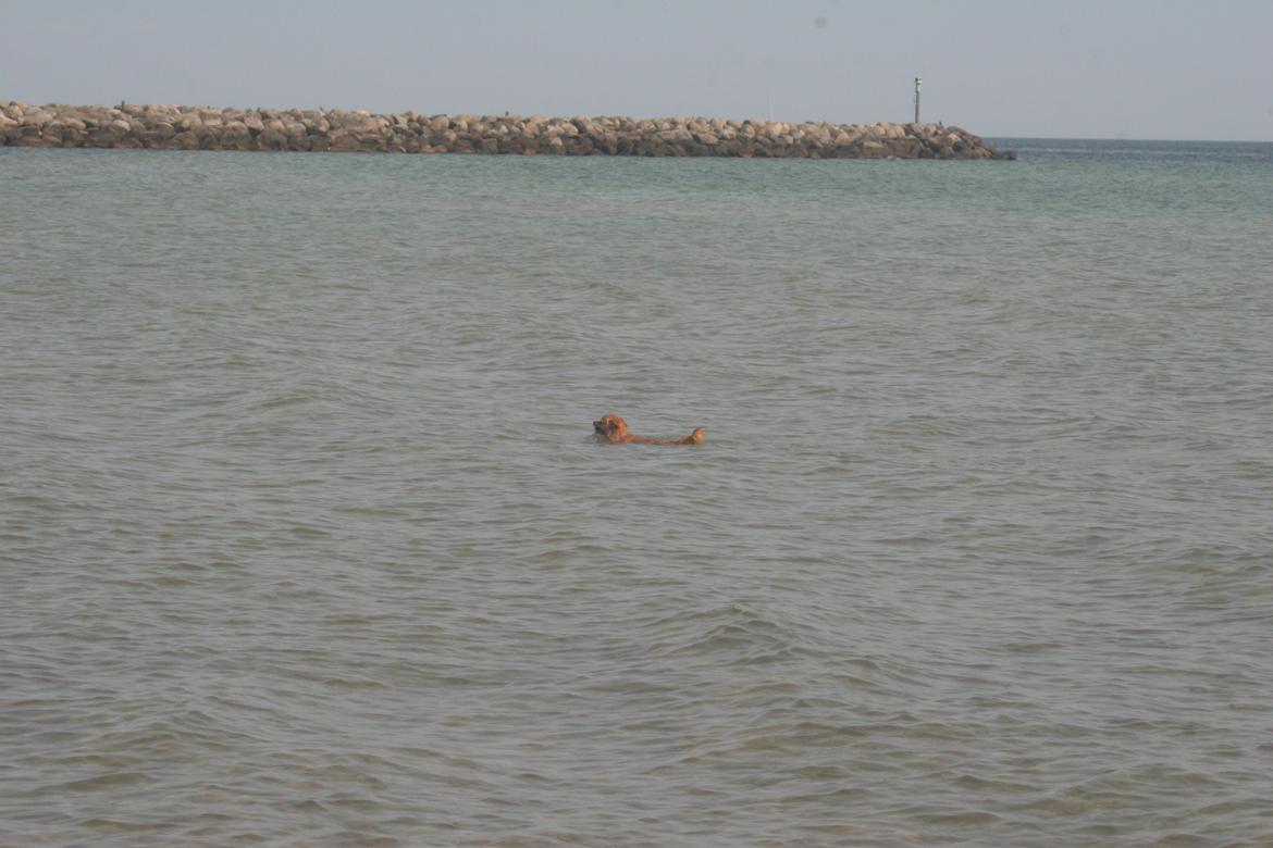 Ishøj Strand billede 49