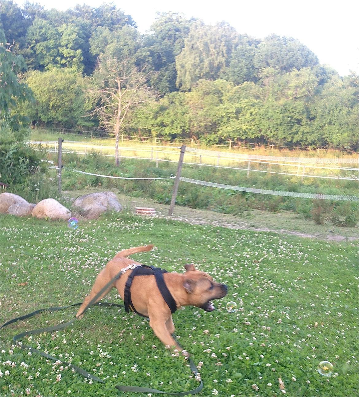 Elo`s HundeLiv billede 34