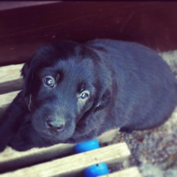 Flat coated retriever hvalp billede 17