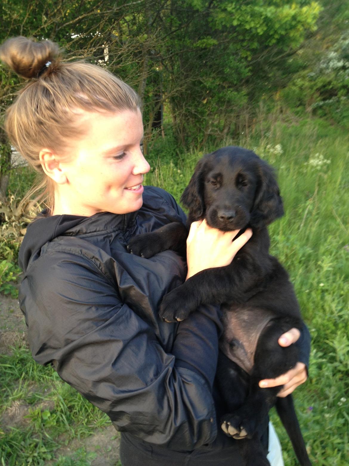 Flat coated retriever hvalp billede 16