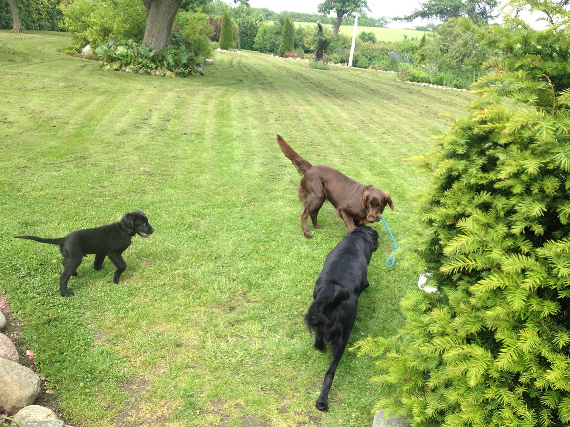 Flat coated retriever hvalp billede 14