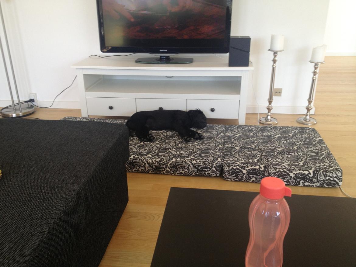 Flat coated retriever hvalp billede 13
