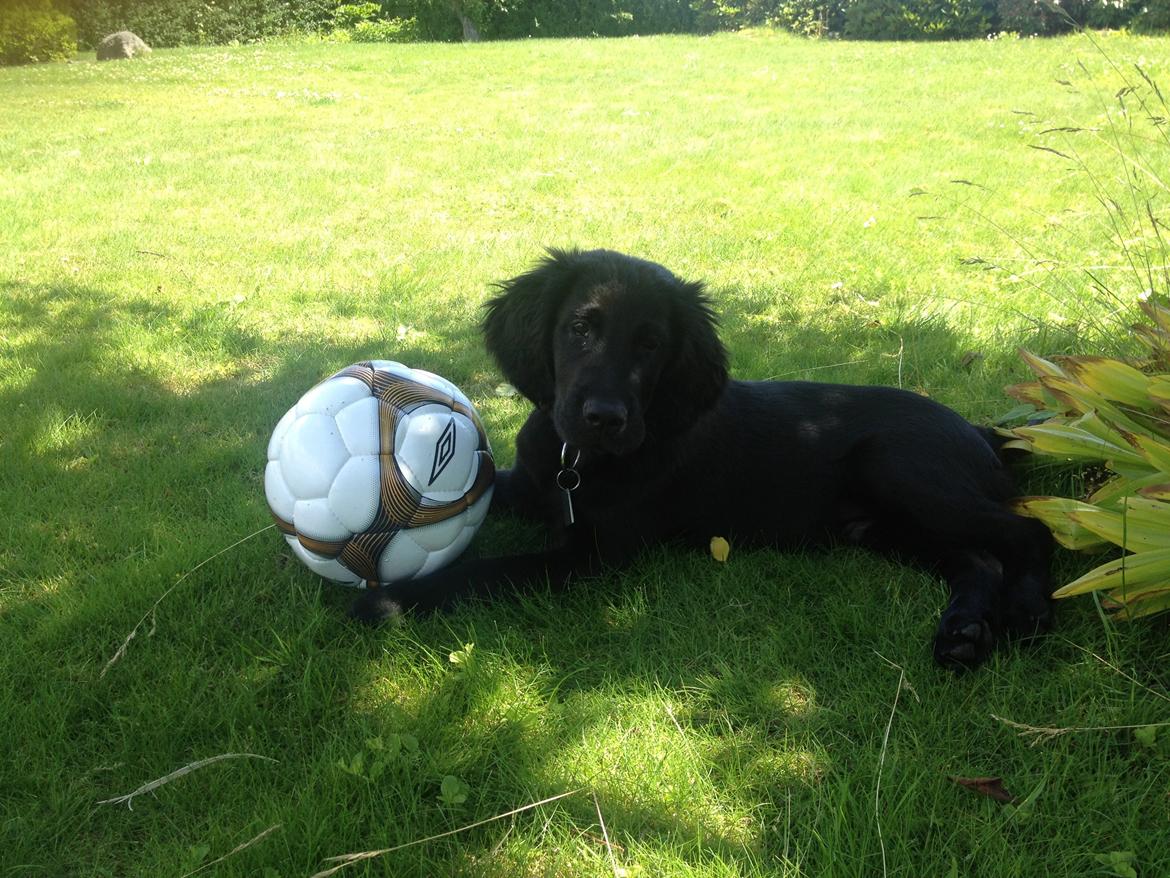 Flat coated retriever hvalp billede 12