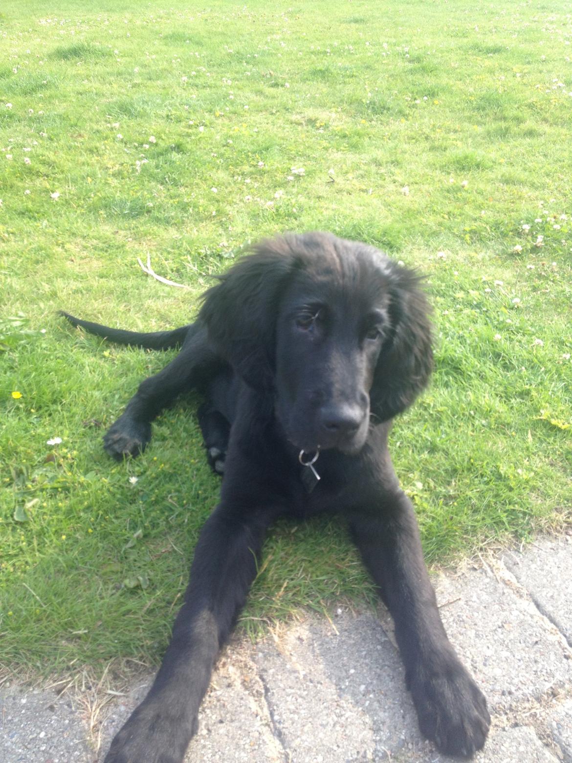 Flat coated retriever hvalp billede 11