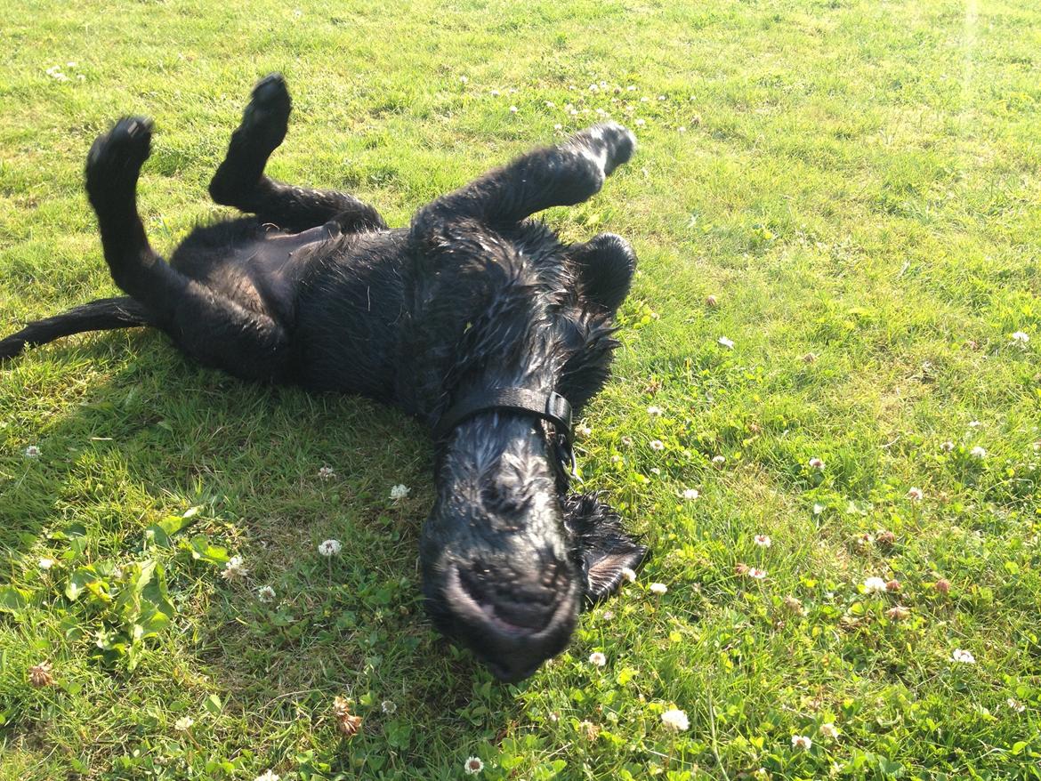 Flat coated retriever hvalp billede 10