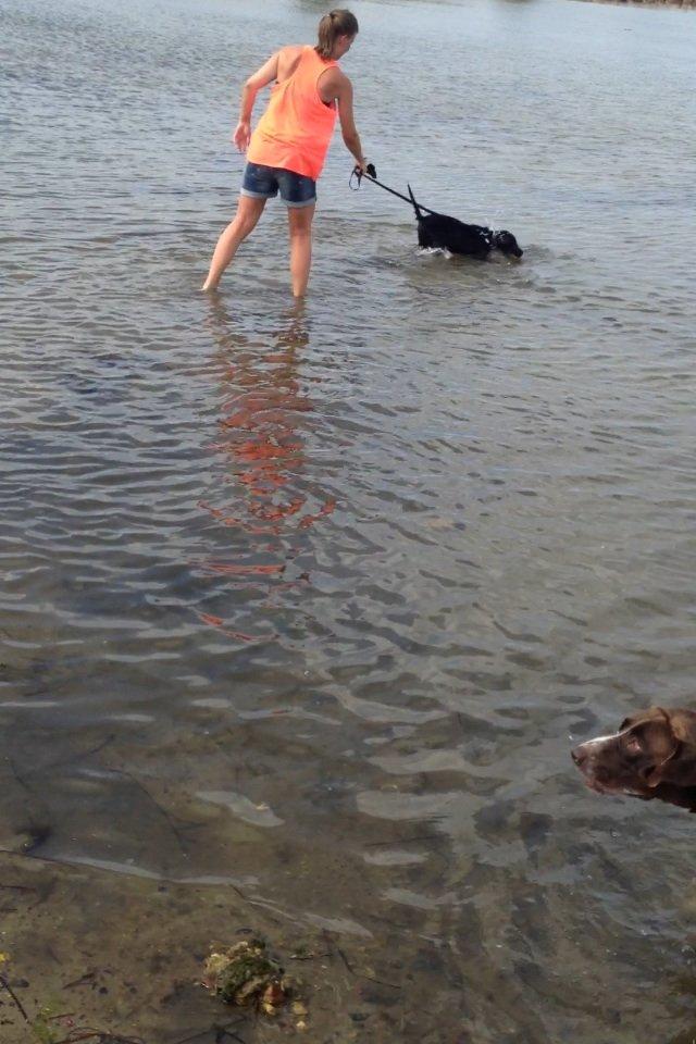 Flat coated retriever hvalp billede 9