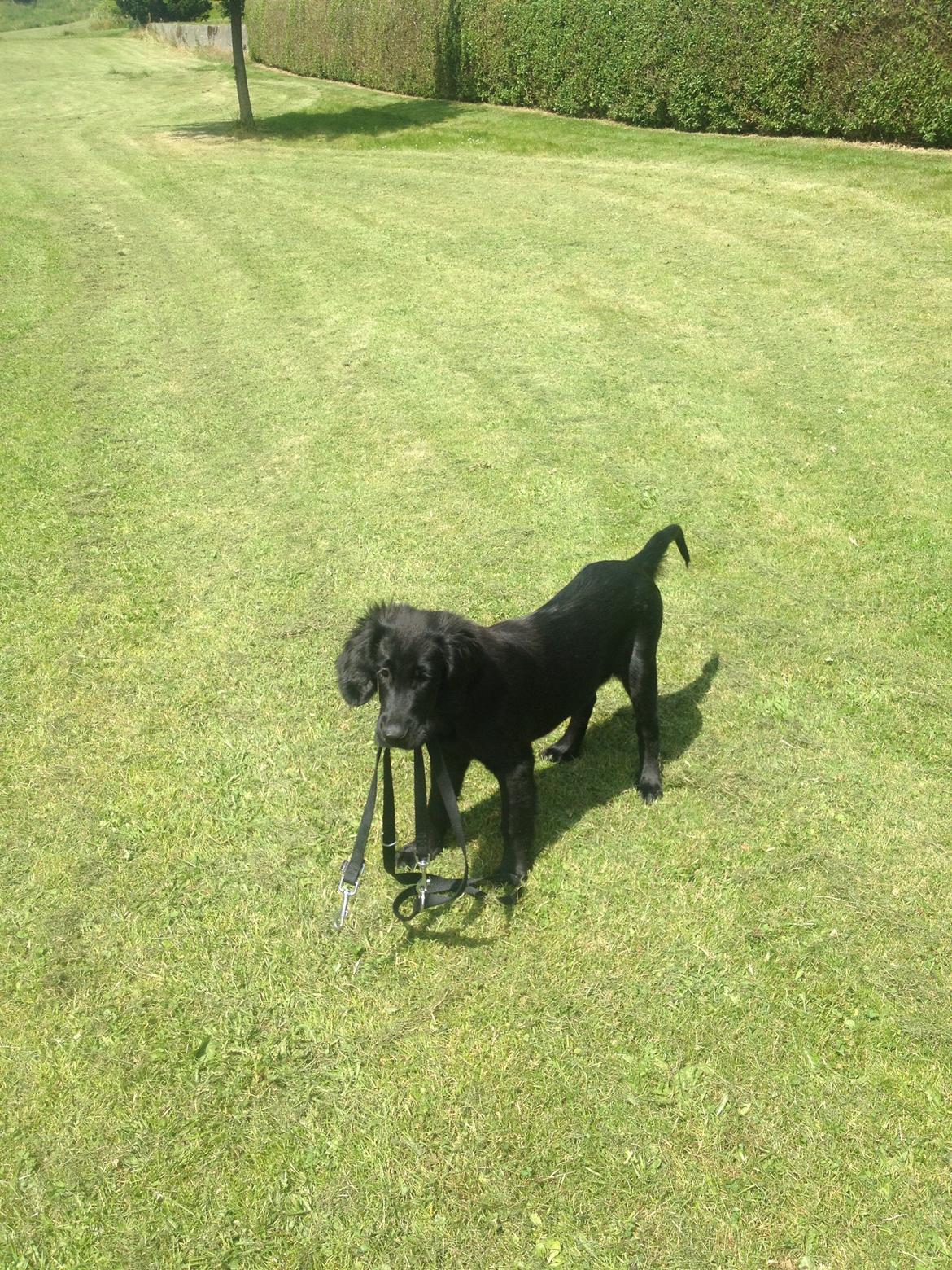Flat coated retriever hvalp billede 8