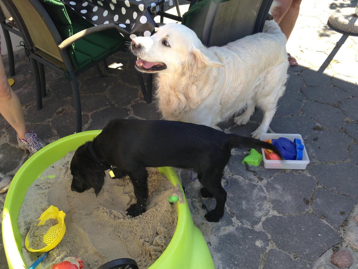 Flat coated retriever hvalp billede 7