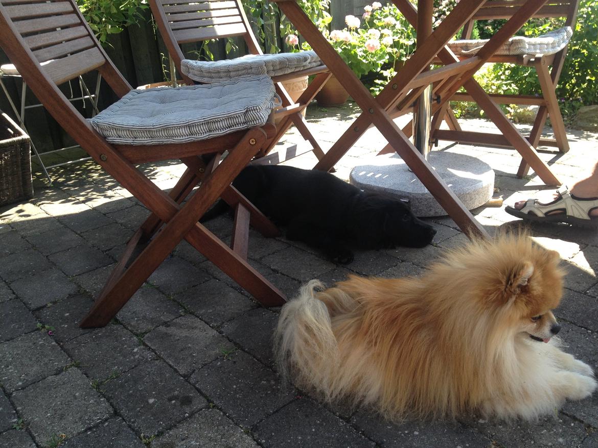 Flat coated retriever hvalp billede 6