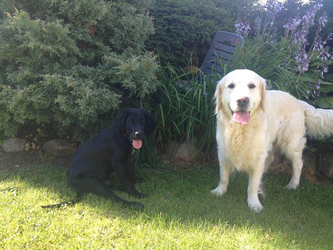 Flat coated retriever hvalp billede 5