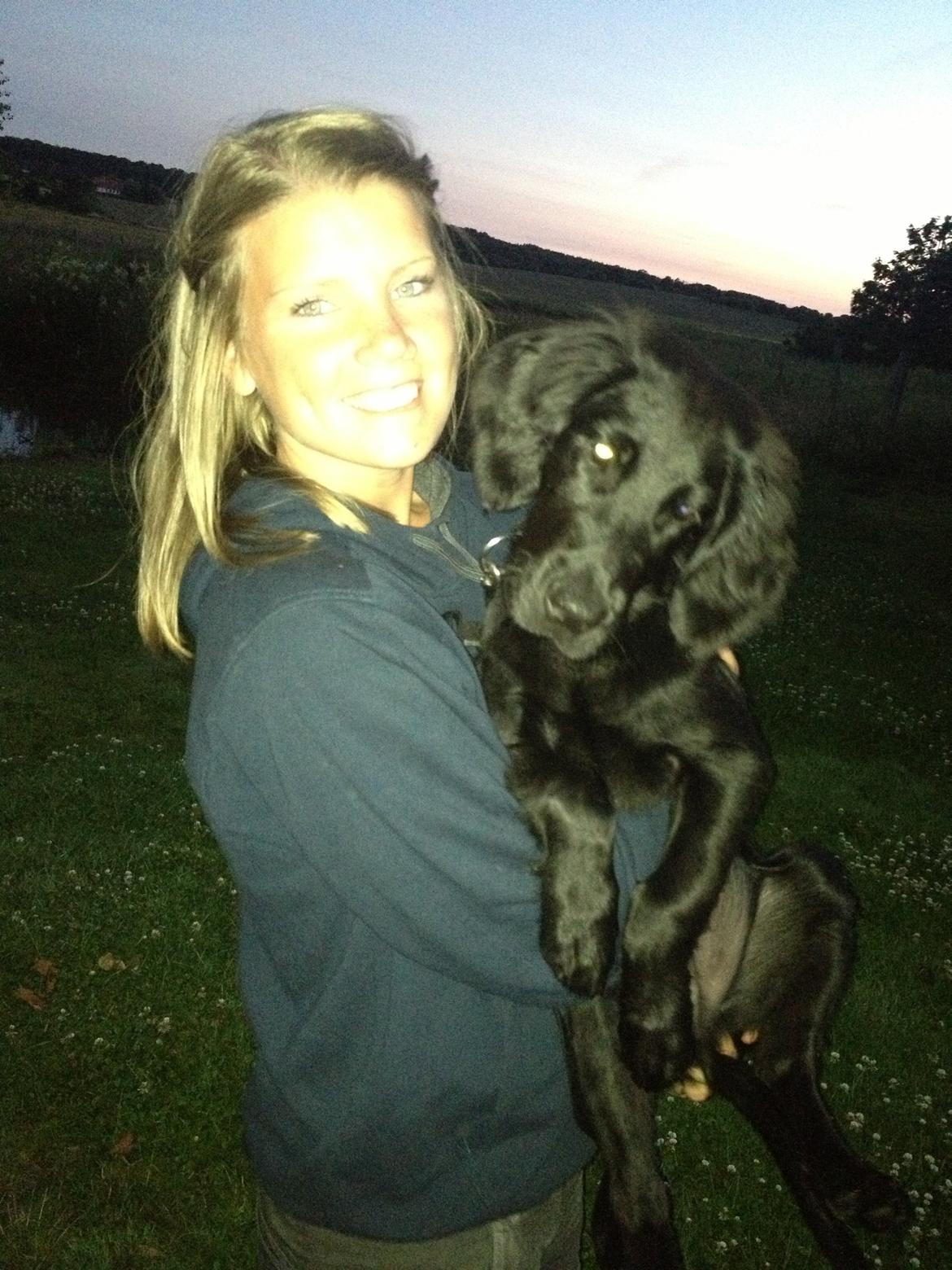 Flat coated retriever hvalp billede 4