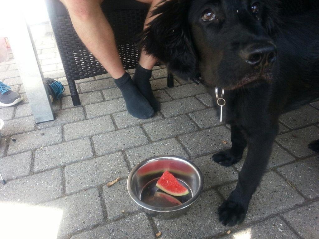 Flat coated retriever hvalp billede 3