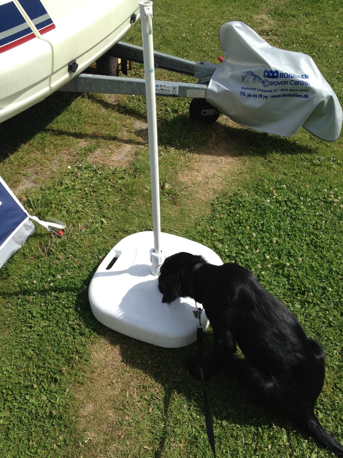 Flat coated retriever hvalp billede 2