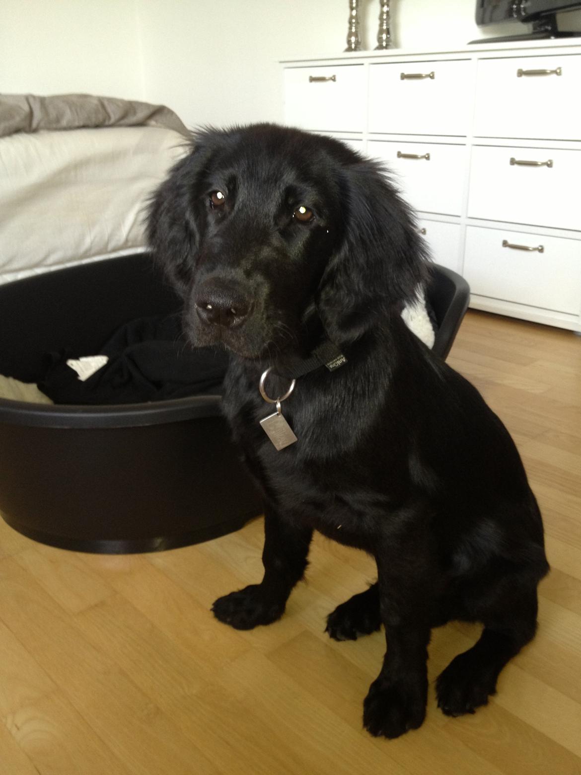 Flat coated retriever hvalp billede 1