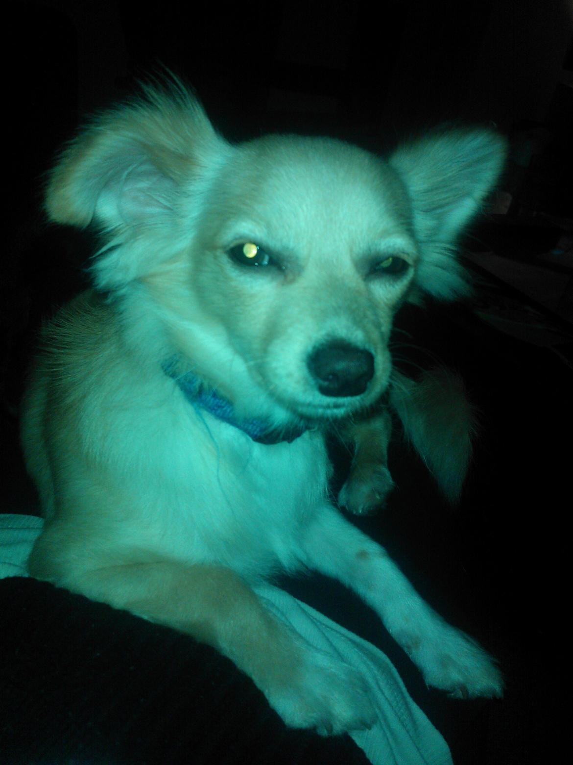 Min dejlige Gizmand - Her er giz hvalp er han også på det første:) billede 2