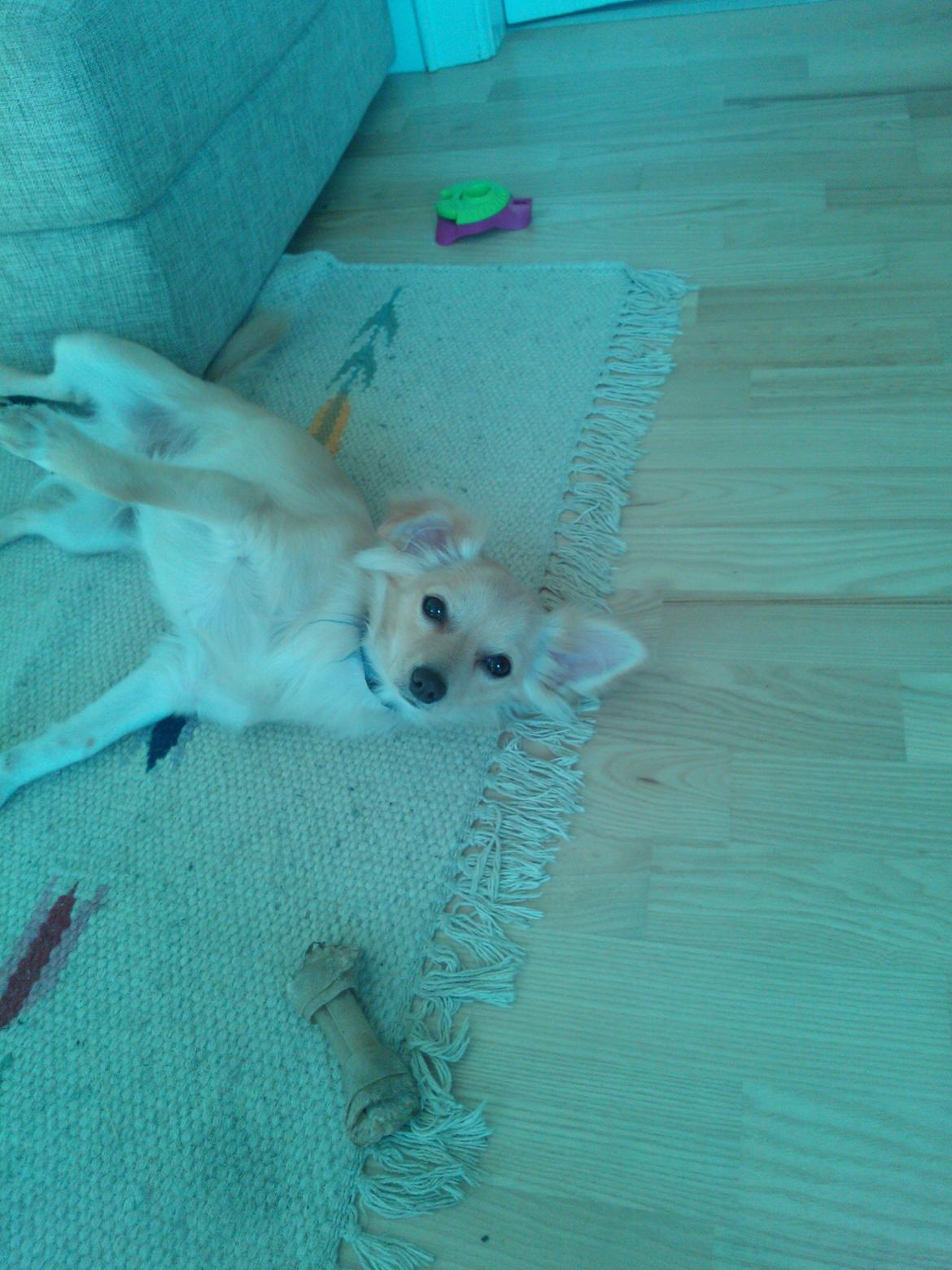 Min dejlige Gizmand - Dejlige gizmo:) billede 3