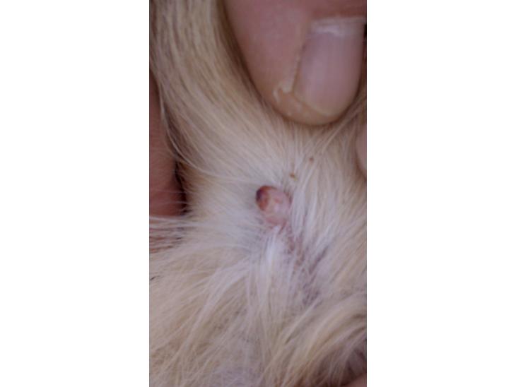 {{currentPhoto.altText}} billede {{currentPhoto.number}}