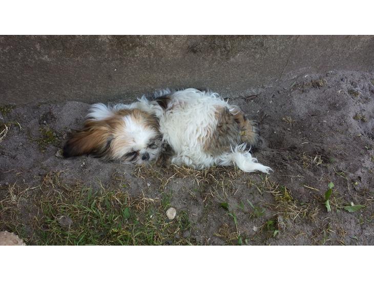 {{currentPhoto.altText}} billede {{currentPhoto.number}}