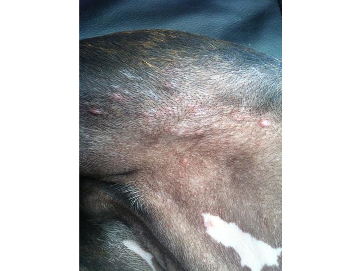 {{currentPhoto.altText}} billede {{currentPhoto.number}}