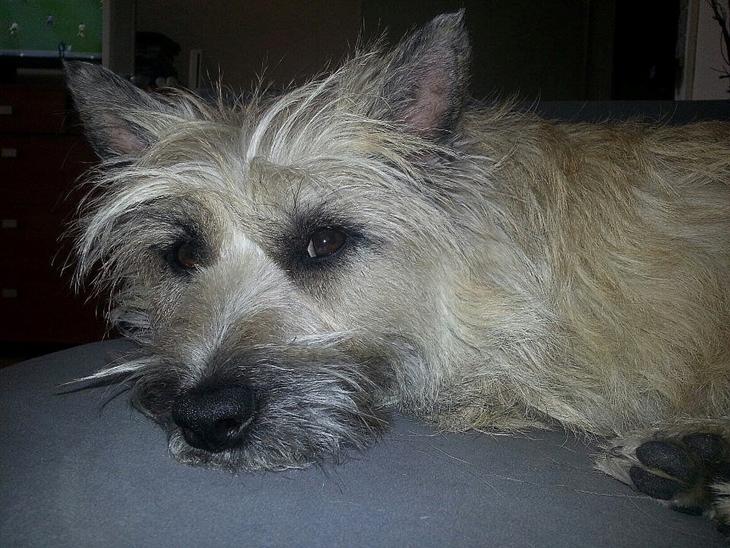 {{currentPhoto.altText}} billede {{currentPhoto.number}}