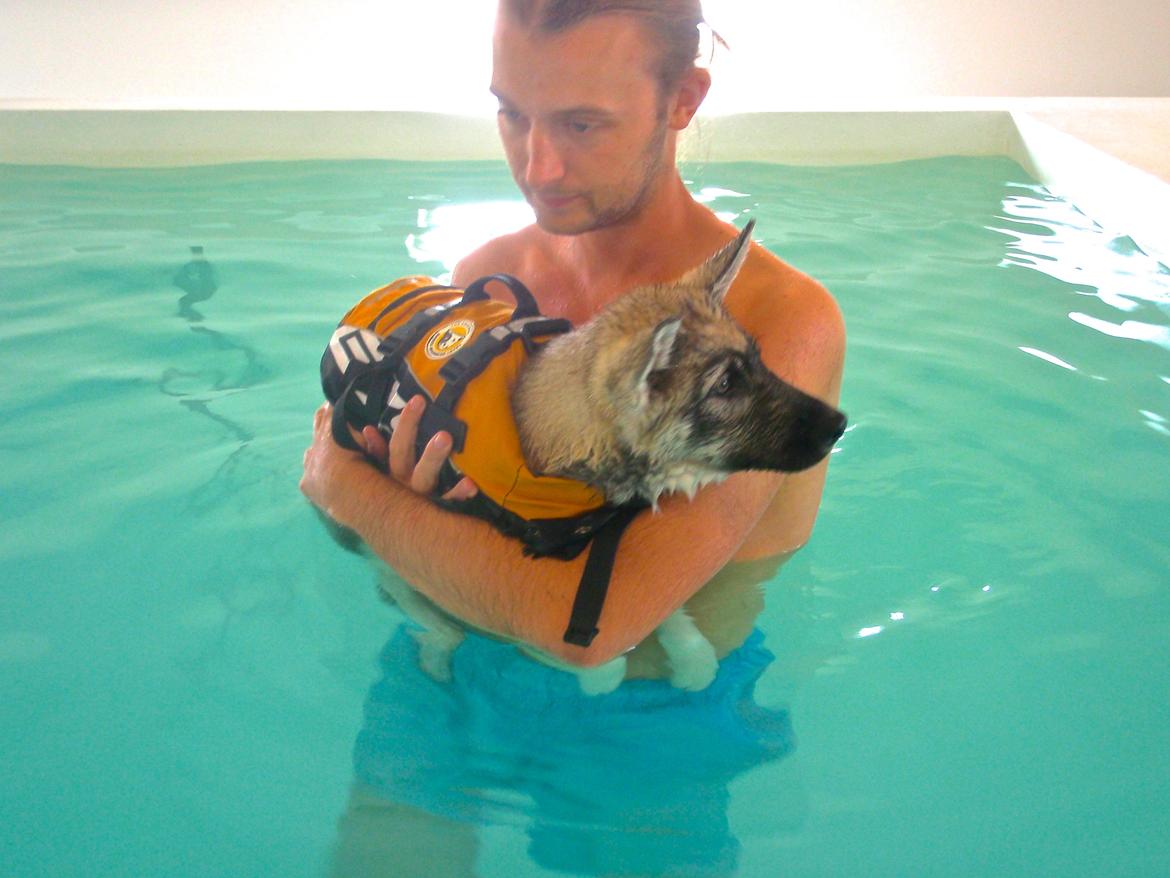 fænomen Ambassadør grad Wolf i kibæk svømmehal - Diverse hund - Fotos fra Lima og Ulven