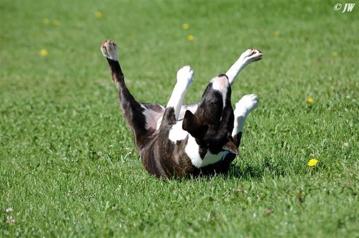 De sjove, de grimme... billede 1