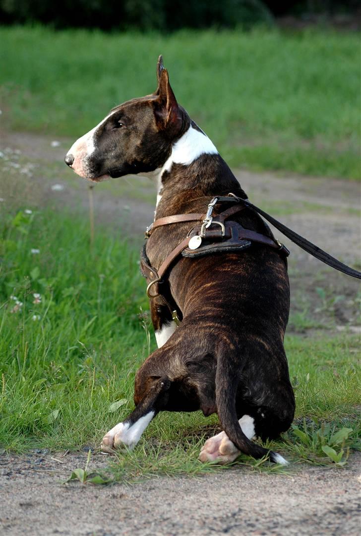 De sjove, de grimme... billede 48