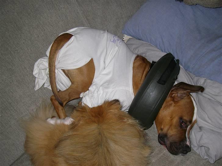 En ynkelig hund som ikke længere elsker sin ejer :) billede 2