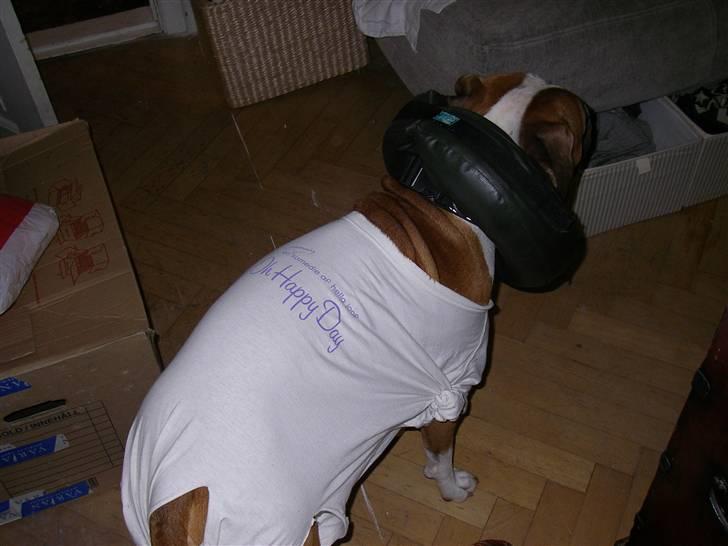 En ynkelig hund som ikke længere elsker sin ejer :) - "Oooh Happy daaay" - er ikke sikker på at Caiser er enig :) billede 3