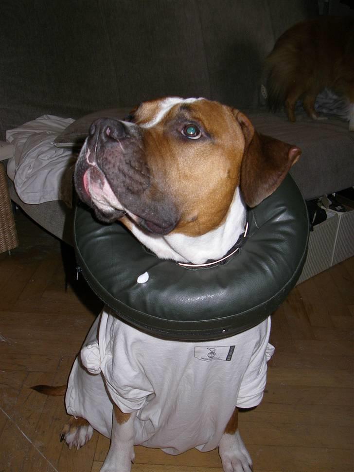 En ynkelig hund som ikke længere elsker sin ejer :) billede 4