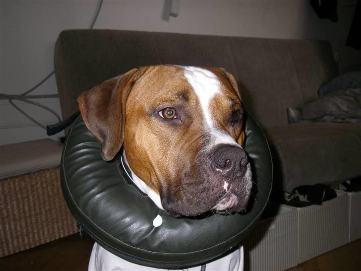 En ynkelig hund som ikke længere elsker sin ejer :) billede 1