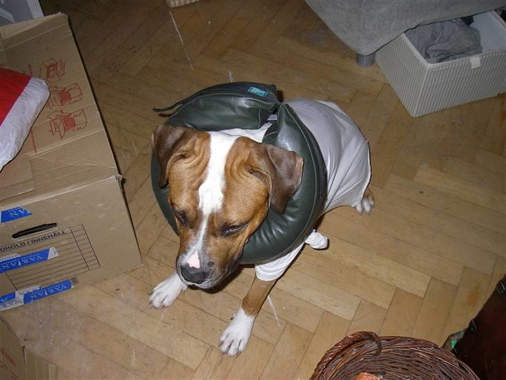 En ynkelig hund som ikke længere elsker sin ejer :) billede 5