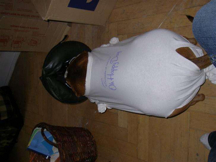 En ynkelig hund som ikke længere elsker sin ejer :) billede 6