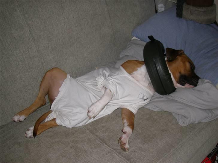 En ynkelig hund som ikke længere elsker sin ejer :) billede 7