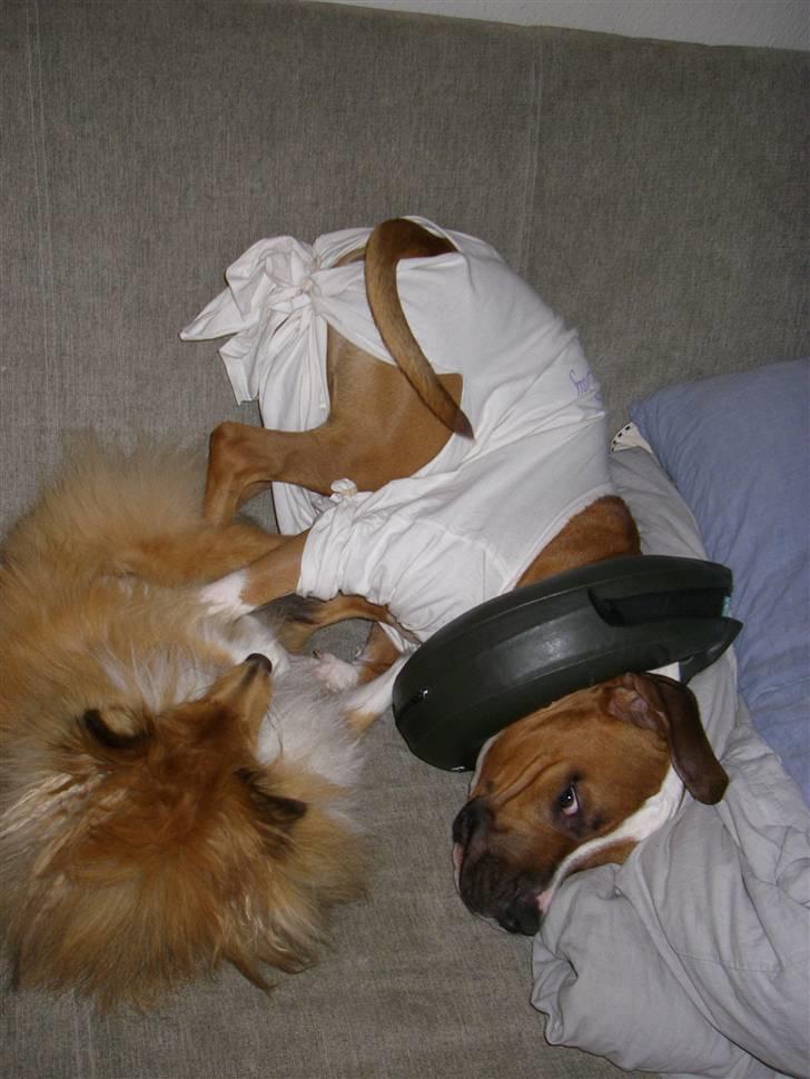 En ynkelig hund som ikke længere elsker sin ejer :) billede 8