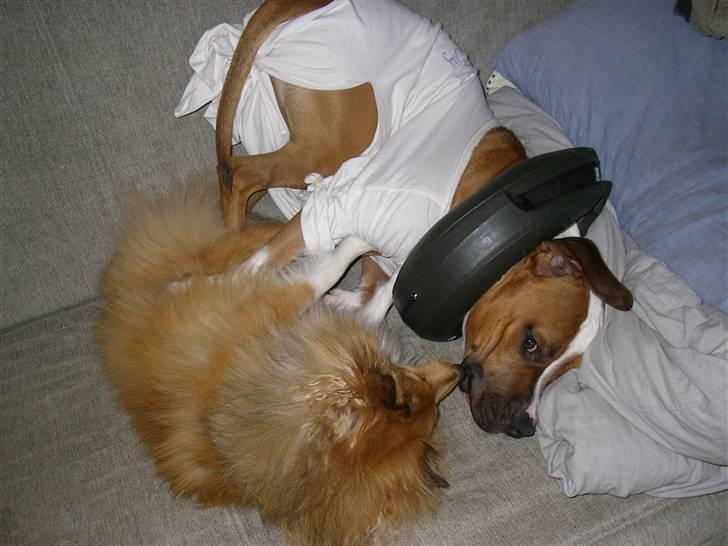 En ynkelig hund som ikke længere elsker sin ejer :) billede 9