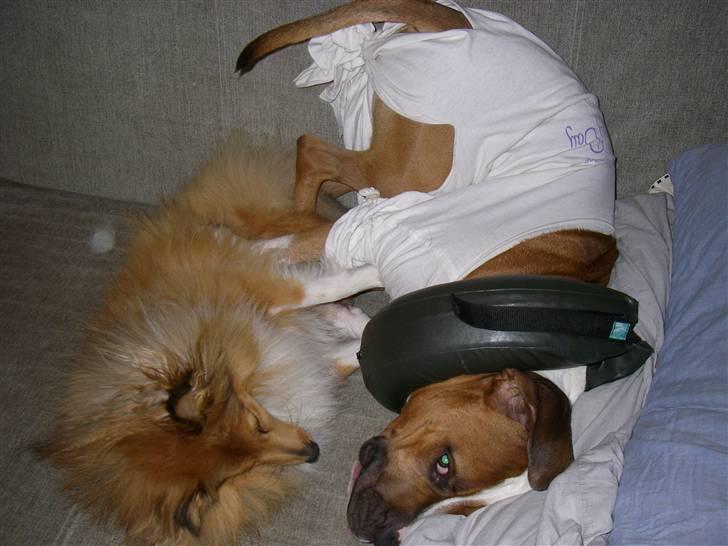 En ynkelig hund som ikke længere elsker sin ejer :) billede 10