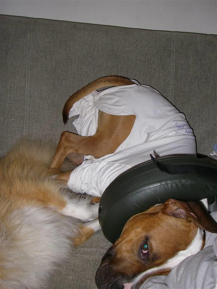 En ynkelig hund som ikke længere elsker sin ejer :) billede 11