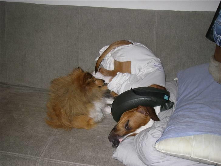 En ynkelig hund som ikke længere elsker sin ejer :) billede 12