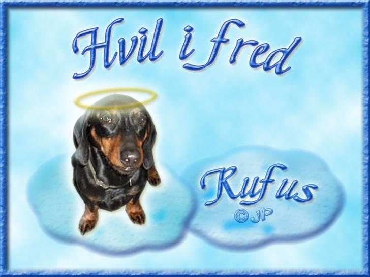 Andres hunde 1 - Engle - R.I.P. Rufus billede 21