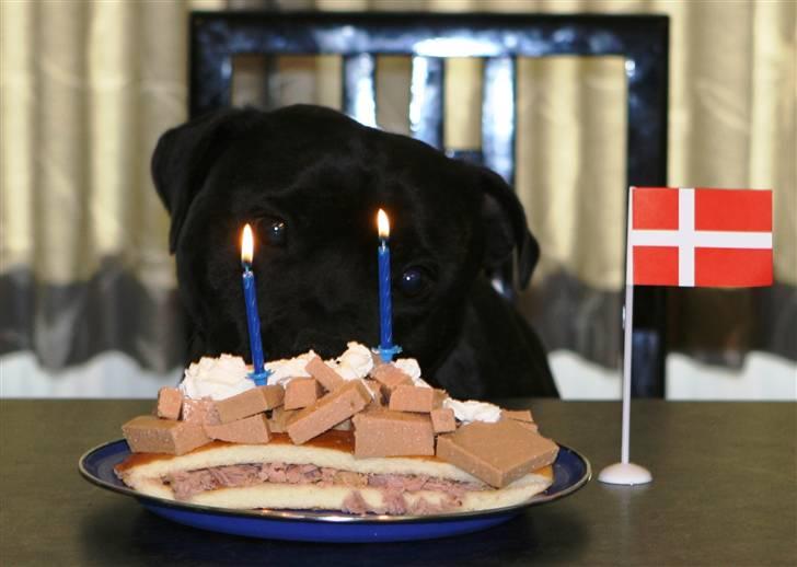 Devil og Nasty - Nasty 2 år !!! . Hurra hurra Hurraaaaaaaaaaaa !!!! billede 13