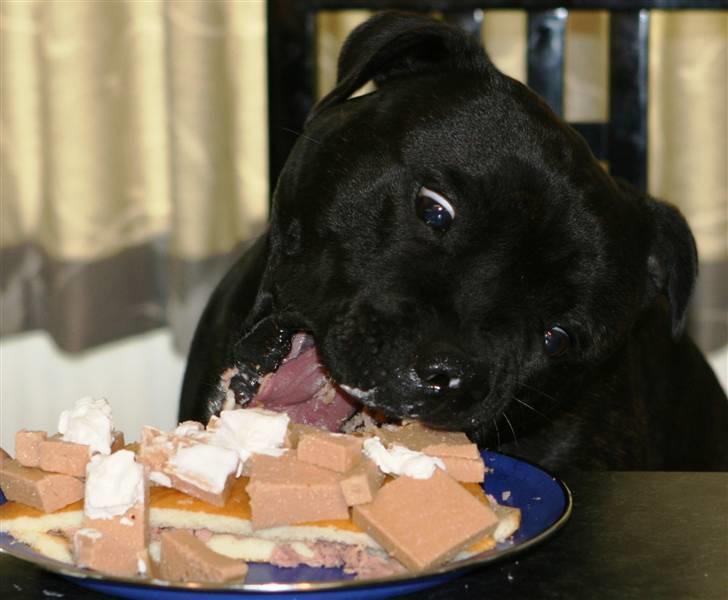 Devil og Nasty - Mums lagkage !!!! Nasty 2år!! billede 12