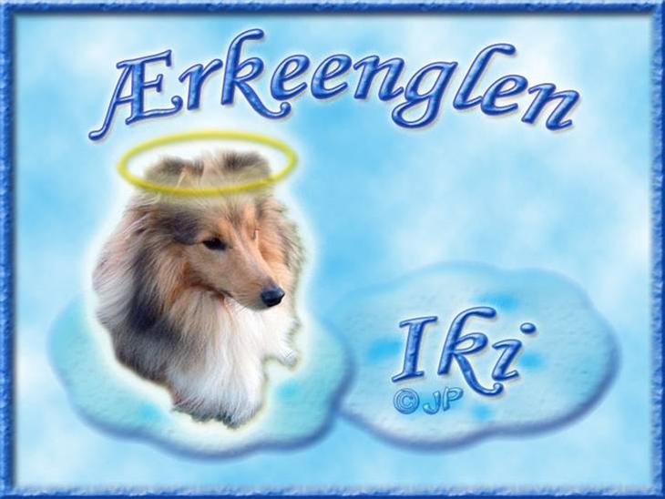 Andres hunde 1 - Engle - Mine bedsteforældres hund Iki :-)
En dejlig shetlands sheepdog :-) Han er så kær. Han elsker at øve tricks når jeg er hos dem :-) billede 2