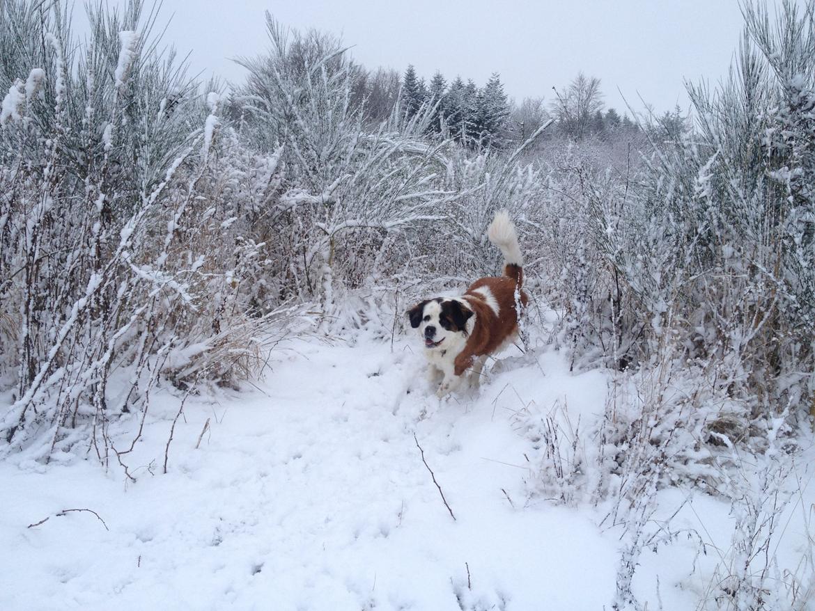 Nye billeder af Odin billede 11